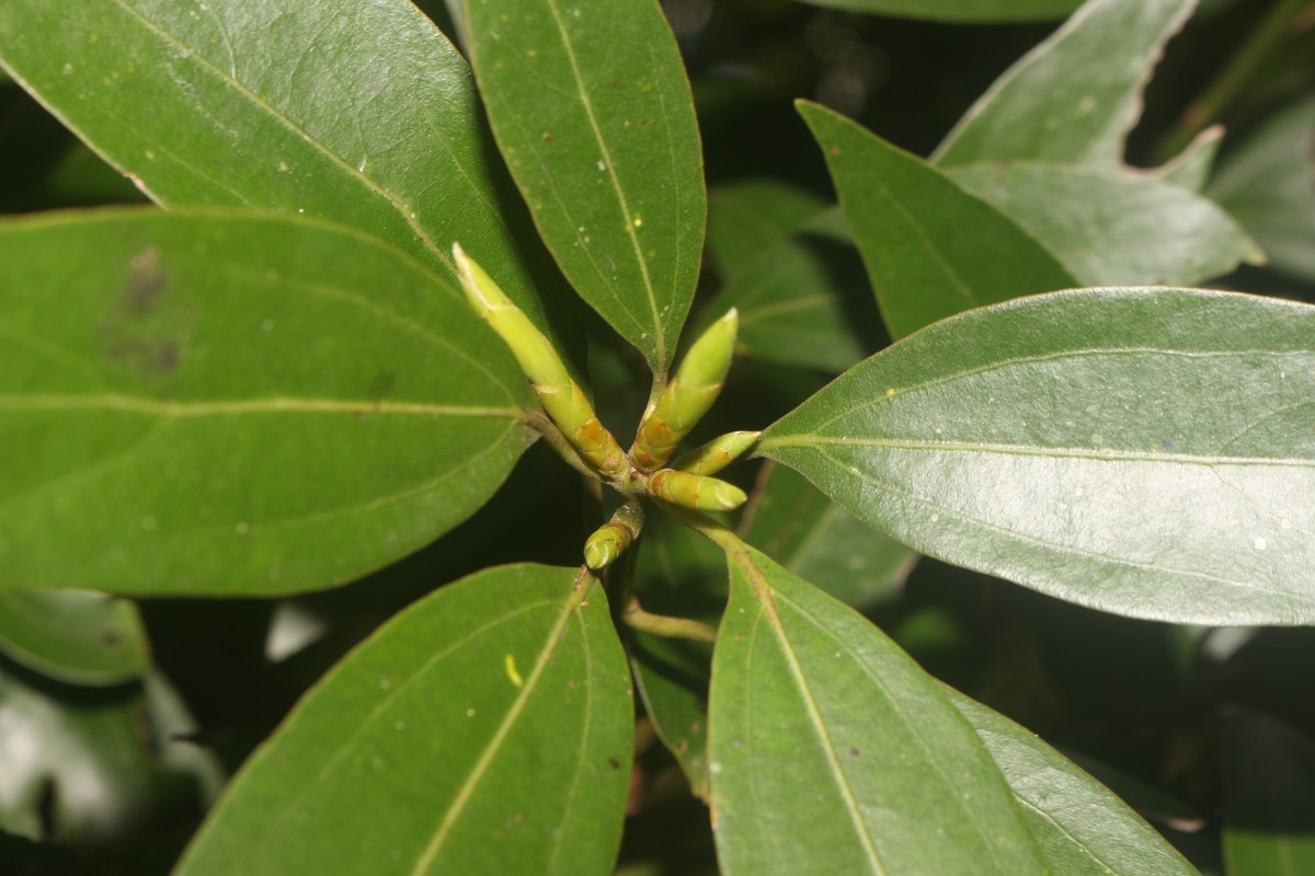 Neolitsea cassia (L.) Kosterm.